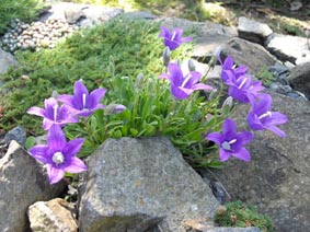 Campanula saxifraga